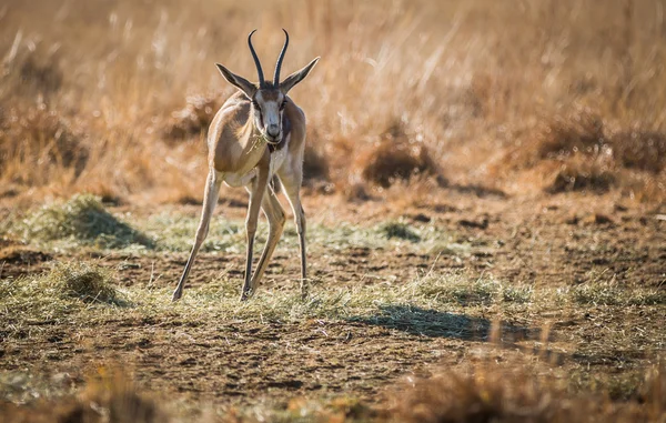 El Springbok — Foto de Stock