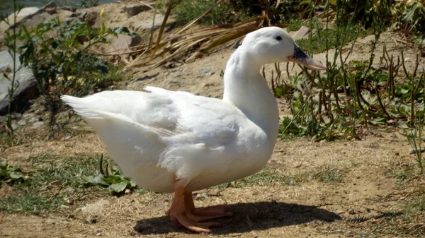 Duck — Stock Photo, Image