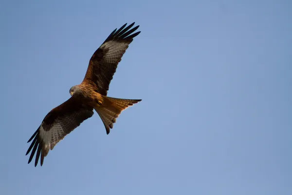 Nibbio Rosso - uccello rapace — Foto Stock