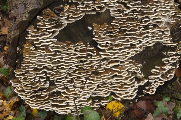 Coriolus versicolor, muitos poliporos zoneados, fungos do Reino Unido. Fechar . — Fotografia de Stock