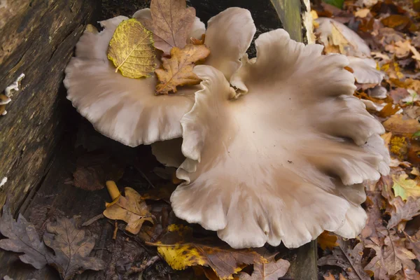 Pleurotus ostreatus - Oyster Mushroom, fungi, UK — Stock Photo, Image
