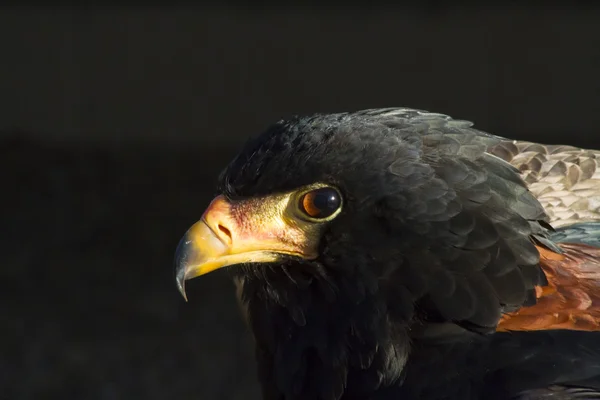 Parabuteo unicinctus, harris oder Lorbeerfalke. Kopf aus nächster Nähe. — Stockfoto