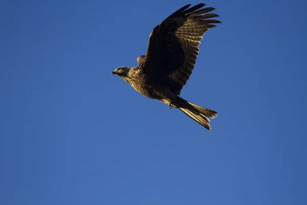 Milvus migrans, Schwarzmilan im Flug. — Stockfoto