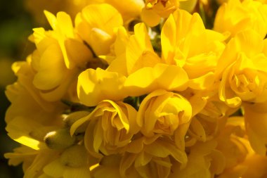 Ulex europaeus, gorse, ortak gorse, karaçalı veya whin. çiçekler. MACR