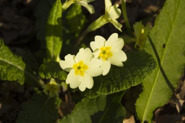 Primula vulgaris, ortak ya da İngilizce çuha çiçeği, makro
