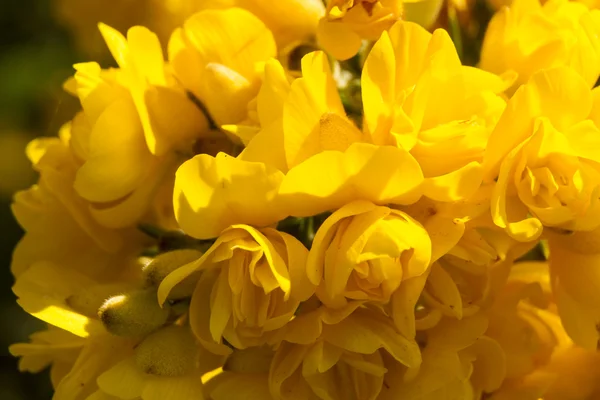 Gaspeldoorn, stekelbrem, gemeenschappelijke stekelbrem, furze of whin. bloemen. MACR — Stockfoto