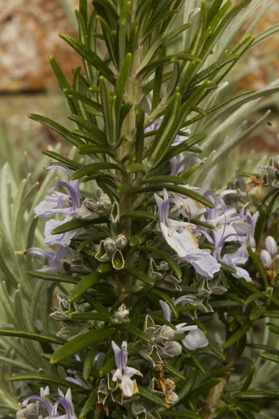 Lavendel, Lavandula in bloem, close-up macro. — Stockfoto