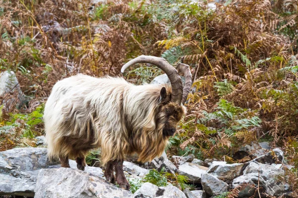 Miembro Una Colonia Salvaje Montaña Salvaje Salmuera Mostrando Cuernos Entre —  Fotos de Stock