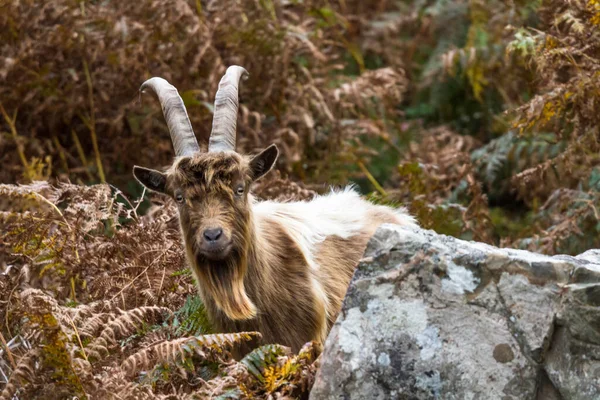 Member Colony Feral Wild Mountain Bracken Showing Horns Amongst Bracken — Stock Photo, Image