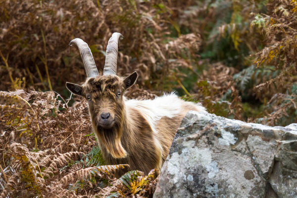 member of a colony of feral wild mountain in bracken showing horns amongst bracken looking at camera. This unique species living around Trefor and Llithfaen on the Llyn Peninsula, North Wales.