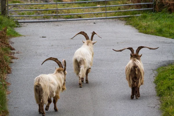 Trois Une Colonie Chèvres Sauvages Sauvages Sauvages Sur Une Voie — Photo