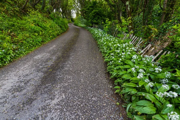 Country Lane Green Wild Garlic Ramsons Growing White Flowers Landscape — Stock Photo, Image