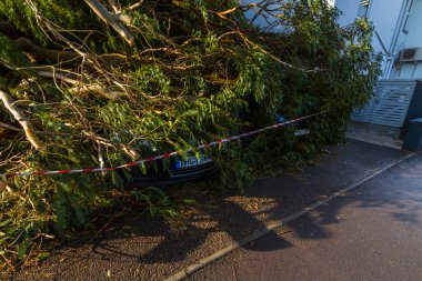 19 Şubat 2022 'de Bournemouth, Dorset, Birleşik Krallık' ta, Burnemouth, Dorset 'te, 19 Şubat 2022' de, geniş açılı ve plakalı iki aracın çarpması sonucu büyük bir ağaç düştü.
