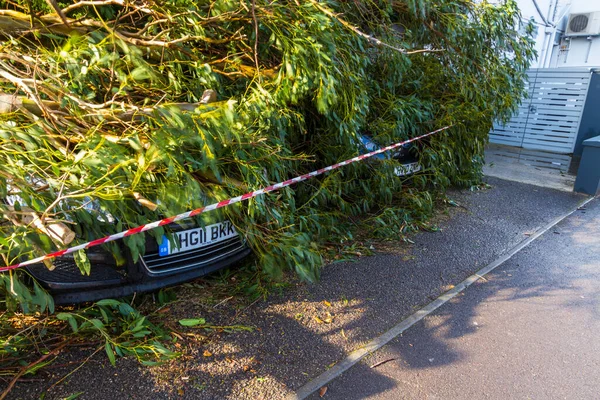 Bournemouth England Februari Aftermath Storm Eunice Een Grote Boom Gevallen Stockafbeelding