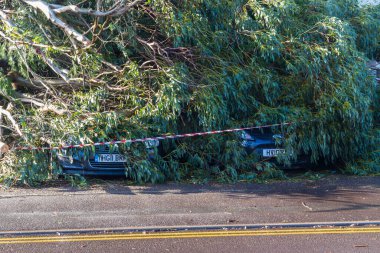 19 Şubat 'ta Bournemouth, Dorset' te 19 Şubat 2022 'de, Burnemouth, Dorset' te iki arabayı ezen fırtına Eunice büyük ağacı.