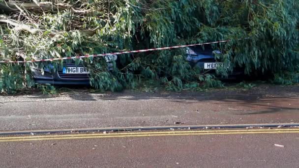 Bournemouth England February Aftermath Storm Eunice Large Tree Has Fallen — Stockvideo