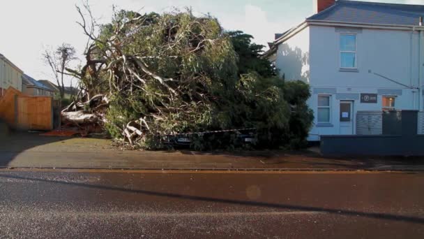 Bournemouth England February Aftermath Storm Eunice Large Tree Has Fallen — ストック動画