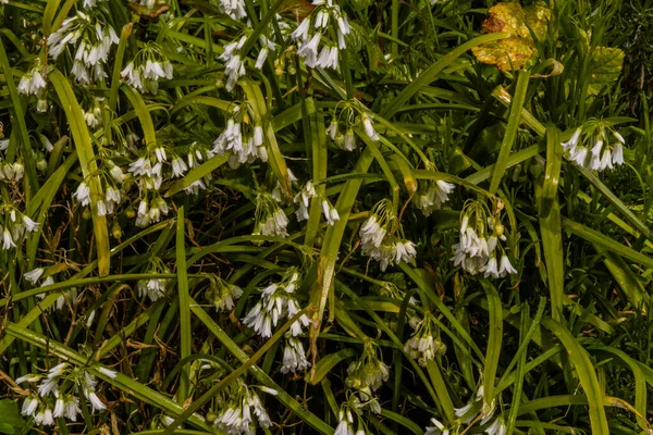 Three Cornered Leek Allium Triquetrum Flowering Forming Background Texture Landscape —  Fotos de Stock