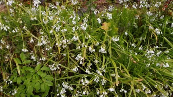 Three Cornered Leek Allium Triquetrum Flowering Forming Background Texture Landscape — Stockvideo