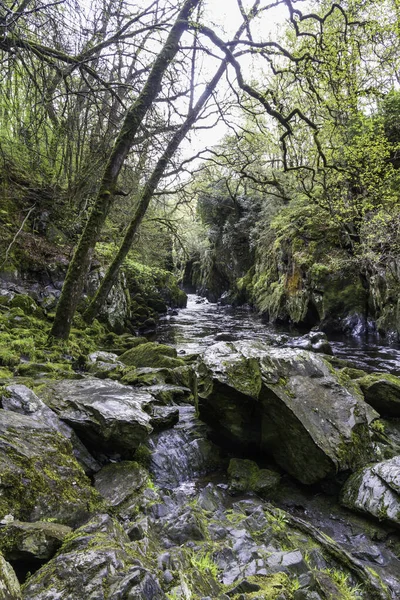 Прекрасна Ущелина Річкою Fairy Glen Betws Coed Snowdonia Wales Портрет — стокове фото