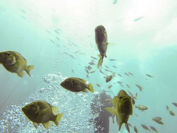 Blue Gill School Checking Out Scuba Divers — Foto Stock
