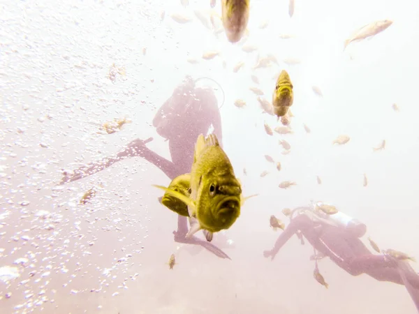 Curious Blue Gill Checking Out Diver — Stok fotoğraf