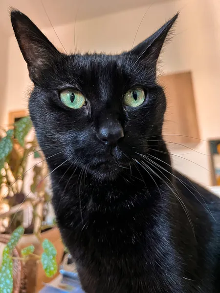 Sevimli siyah kedi portre