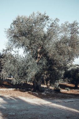 İtalya, Apulian kırsalında yaz mevsimi