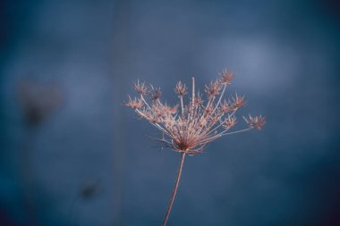 Romantik kuru çiçeğin makro çekimi