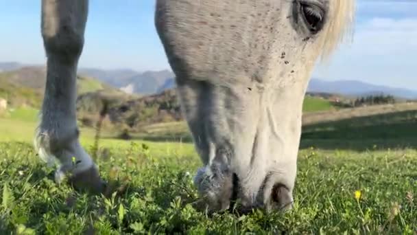 Horses mouth grazing close up — Stock video