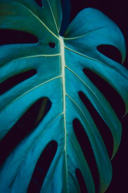 Monstera deliciosa yaprağı yakın.