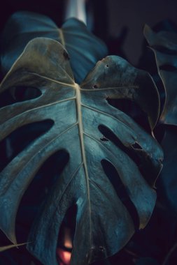 Monstera deliciosa yaprağı yakın.