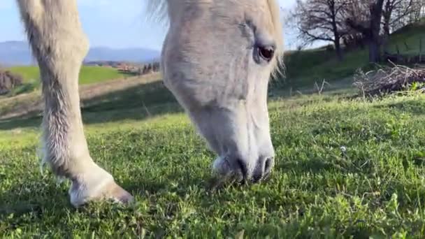 Horses mouth grazing close up — Video Stock