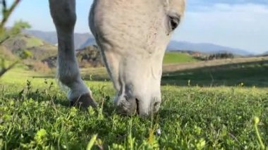 Horses mouth grazing close up
