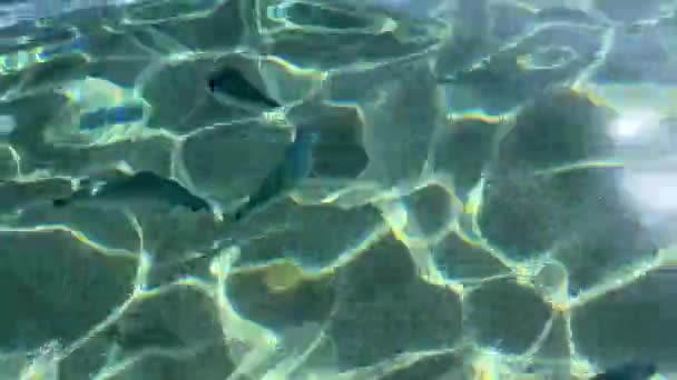 Fische schwimmen im Niedrigwasser — Stockvideo