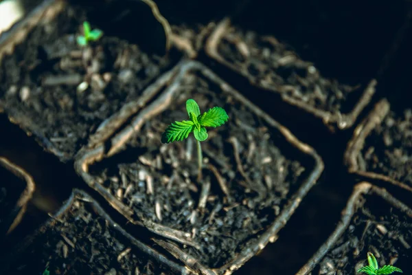 Close Shot Van Een Beetje Hennep Cannabis Marihuana Plant Geboren — Stockfoto