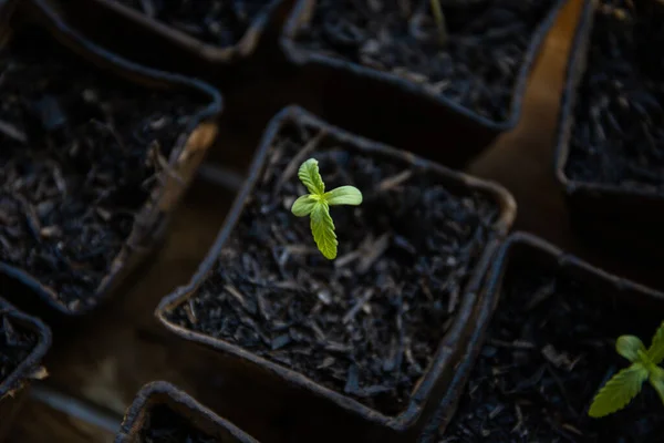 Close Shot Van Een Beetje Hennep Cannabis Marihuana Plant Geboren — Stockfoto