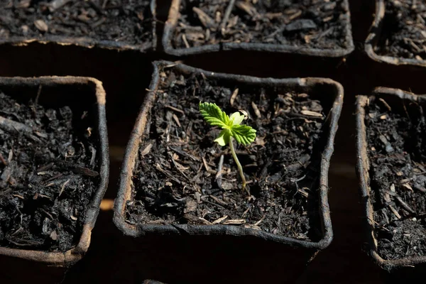 Close Shot Van Een Beetje Hennep Cannabis Marihuana Plant Geboren — Stockfoto