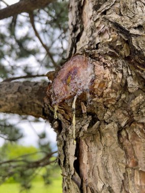 Çam ağacındaki bir düğümden dökülen zengin, kalın ve yoğun bir reçine parçasının altından POV çekimi. Kamera reçine damlasına doğru bakıyor..