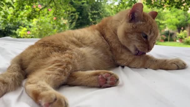 リラックスして横になっている間 彼の毛皮をきれいにするために彼の体全体に自分自身をなめる超かわいい赤い猫 日陰にある巨大なオークの木の下のベッドは — ストック動画