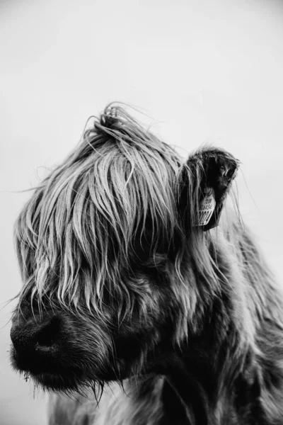 Color Variant Close Head Shot Portraits Beautiful Highland Cow Furry — Stock Photo, Image