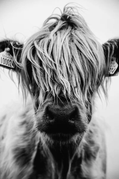 Feche Retratos Lindas Vacas Planalto Com Longas Crinas Peludas Cobrindo — Fotografia de Stock