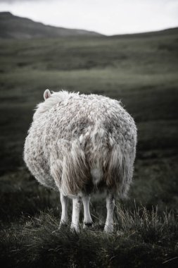 Skye Adası 'nda ve İskoçya Hebrides' te güzel bir koyunun portresi. Uysal, dost yüzler, sert iklime karşı uzun yün ve sürekli rüzgar..