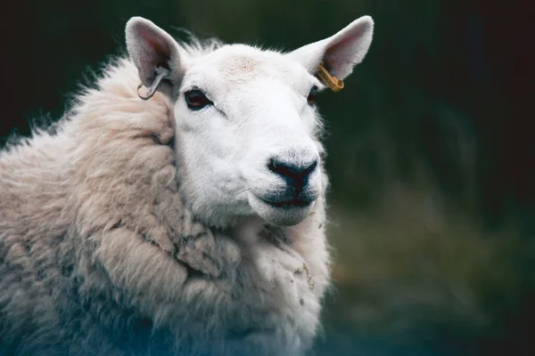 Portrait Beautiful Sheep Isle Skye Hebrides Scotland Tame Friendly Faces — ストック写真