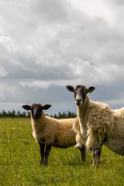 Portrait Beautiful Sheep Isle Skye Hebrides Scotland Tame Friendly Faces — Stockfoto