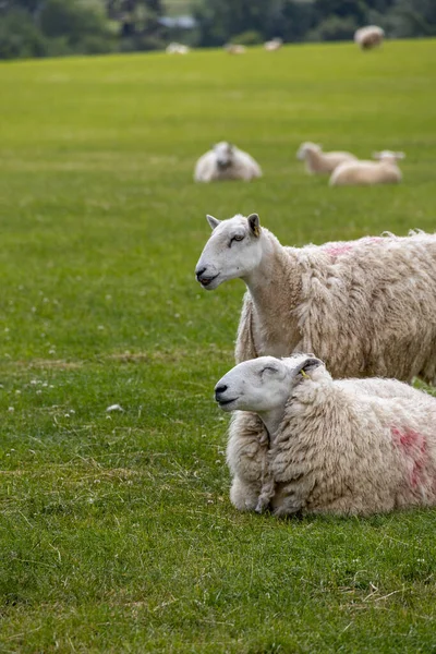 Porträt Schöner Schafe Auf Der Insel Skye Und Auf Den — Stockfoto