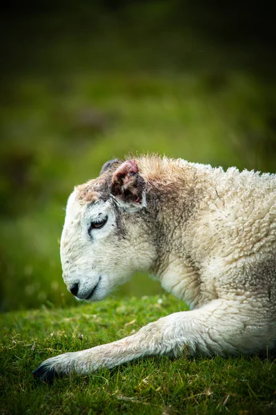 Retrato Una Oveja Herida Sangrante Isla Skye Las Hébridas Escocia — Foto de Stock