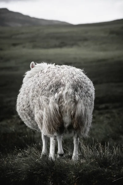 Portrait Beautiful Sheep Isle Skye Hebrides Scotland Tame Friendly Faces Photo De Stock