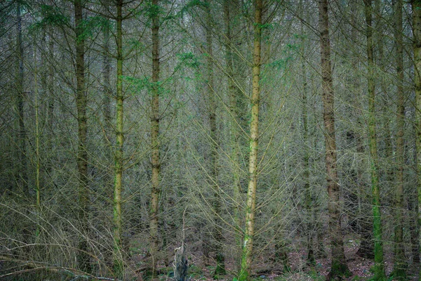 Hoge Bomen Een Bos Tegen Mooi Mistig Zomerzonlicht Schotland Magische — Stockfoto