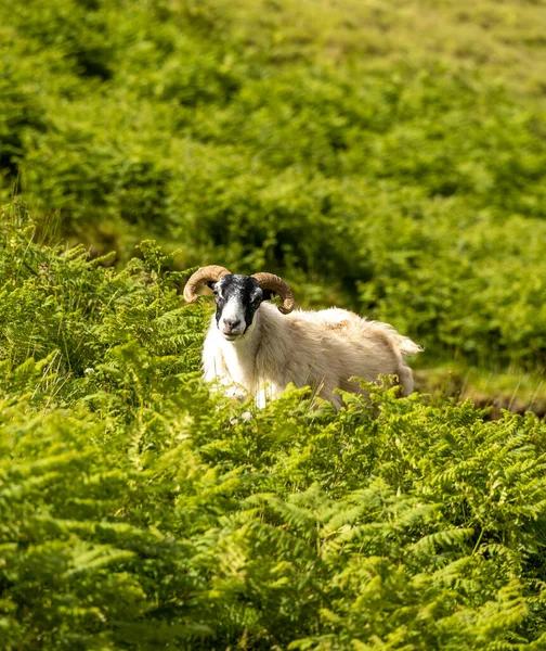 Портрет Прекрасної Вівці Острові Скай Гебридах Шотландія Спокійні Дружні Обличчя — стокове фото